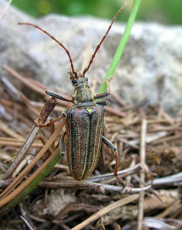 Cerambycidae: Oxymirus cursor